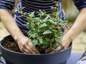 Crafting Nutrient-Rich Garden Soil