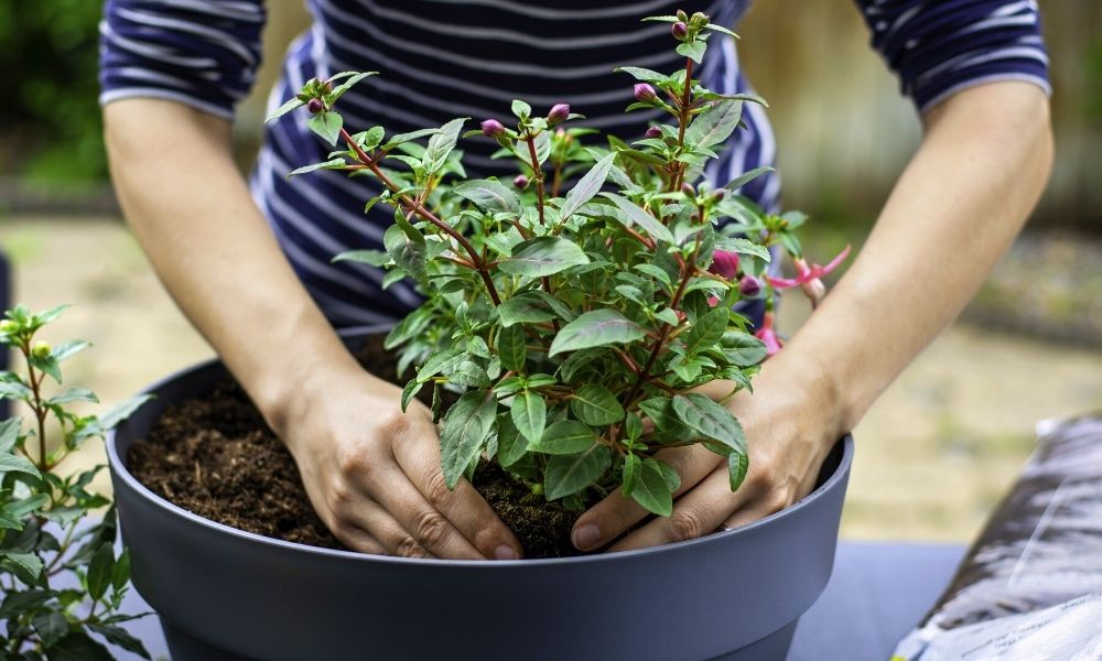 Crafting Nutrient-Rich Garden Soil